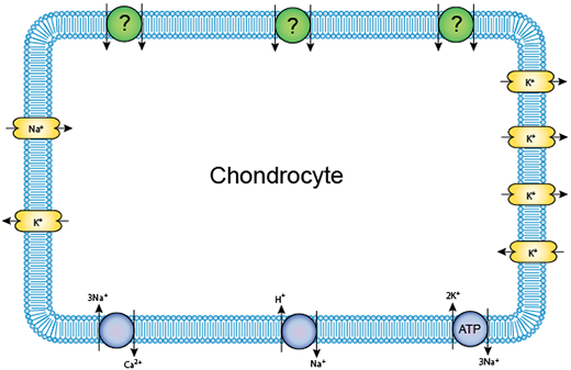 A schematic of the ion channels in a single chondrocyte